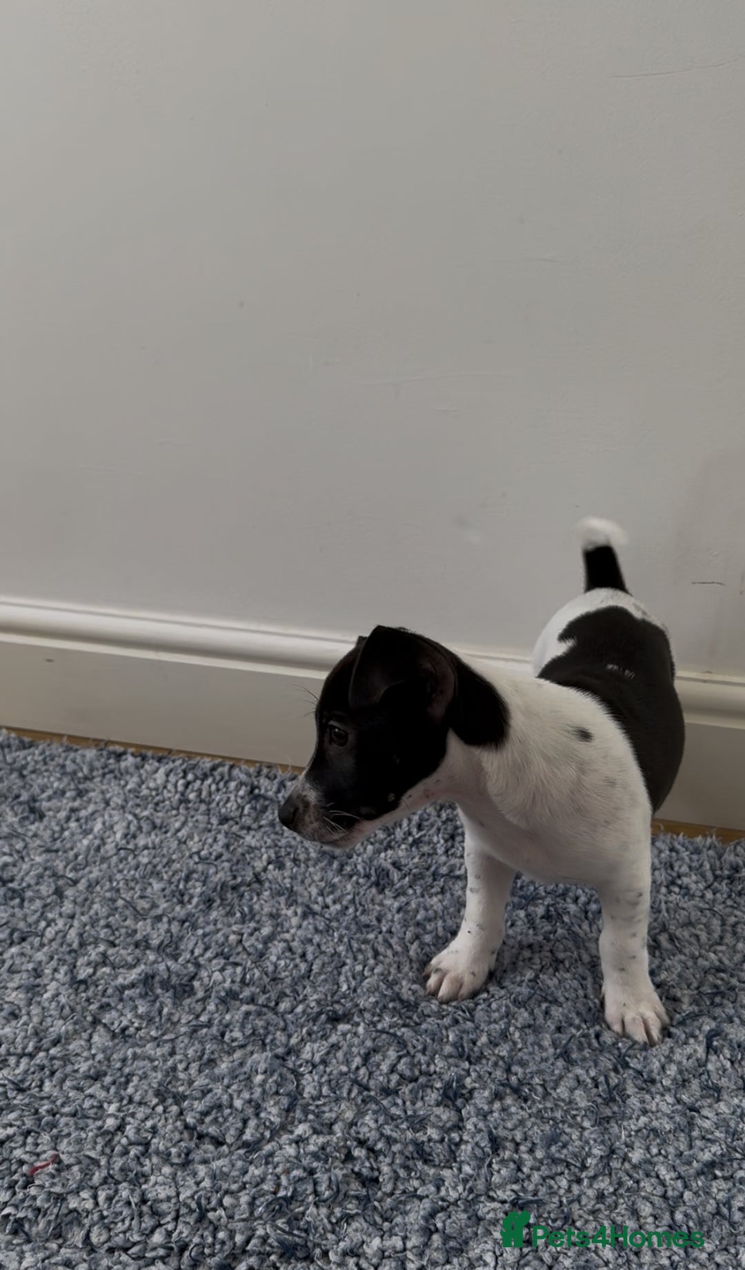 Jack Russell dogs for sale: 4 Currently Available: 2 Girls, 2 Boys - Image 3