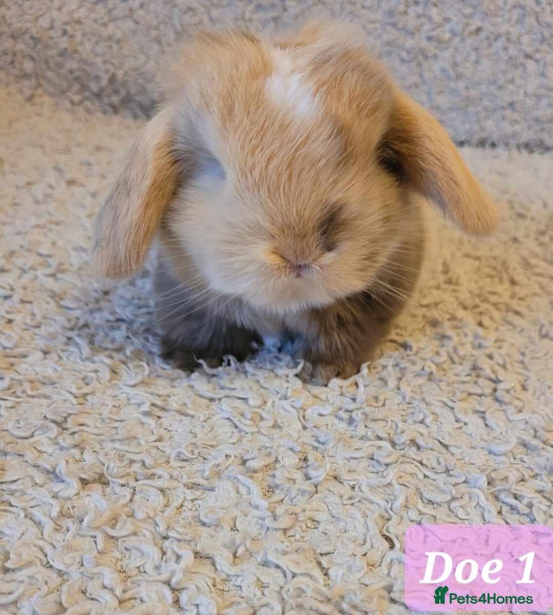 Mini Lop rabbits for sale: Beautiful mini lop bunnies & Adult available  - Advert 9