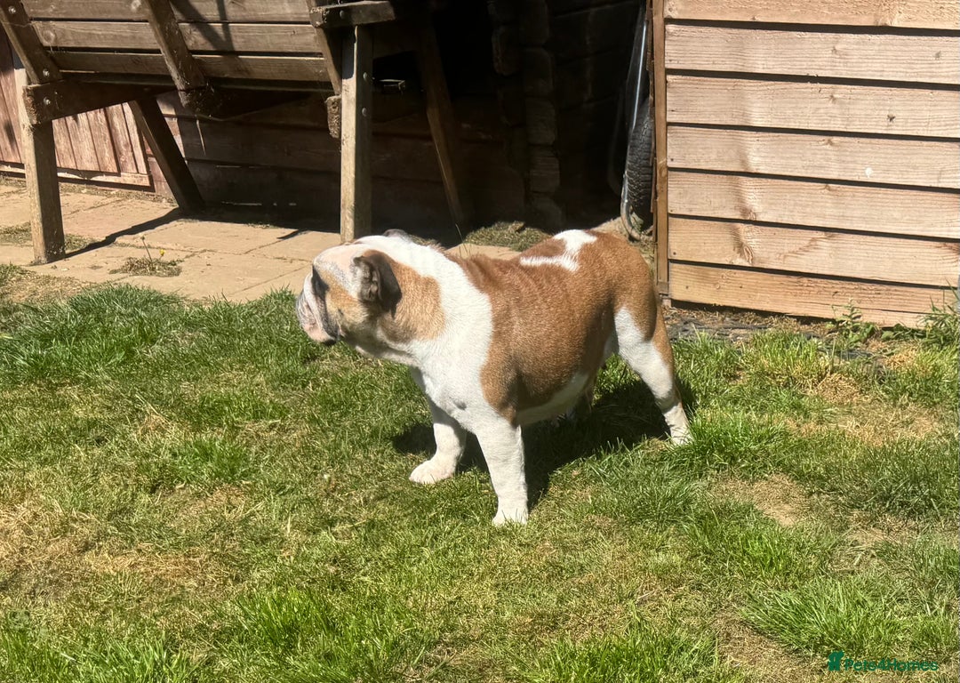 English Bulldog dogs for sale: 2 KC Breeding Bitches - Image 7