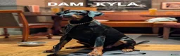 Dobermann dogs for sale: KC Registered | Top Bloodlines DOBBERMAN PUPPIES - Advert 3