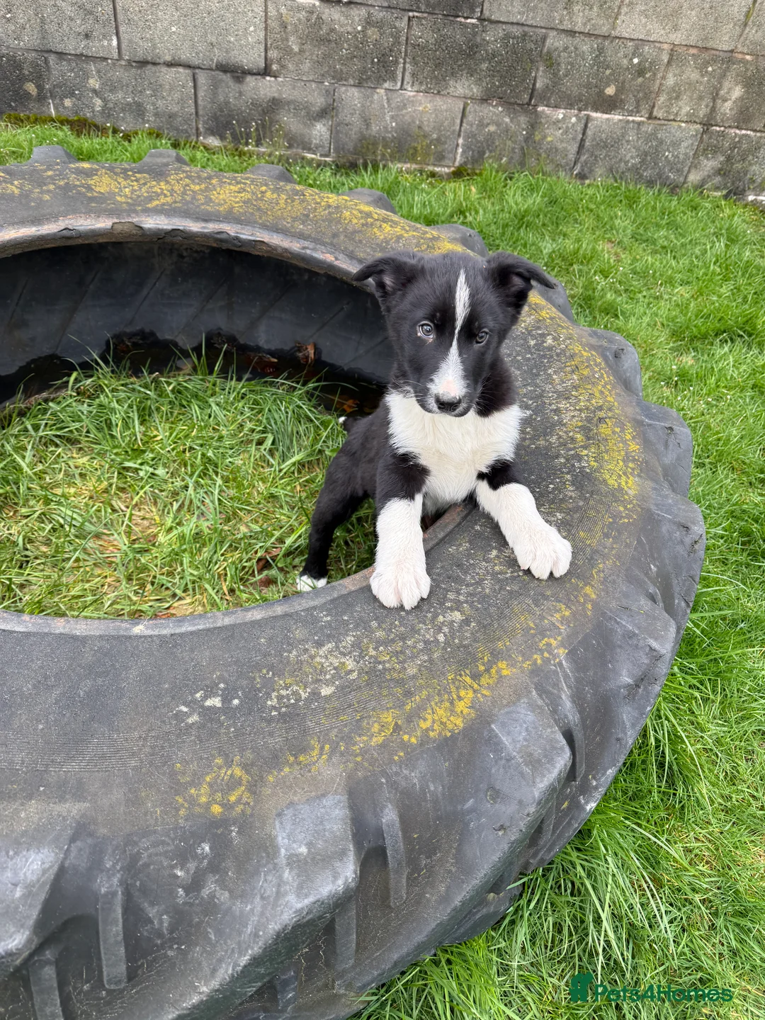 Border Collie dogs for sale: Border collie pup 👀 for his forever 🏡 - Advert 4