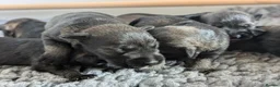 Miniature Schnauzer dogs for sale: Champion Show line Health Tested Puppies - Advert 13