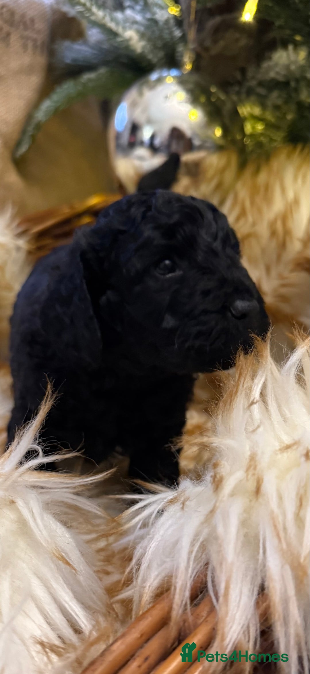 Cockapoo dogs for sale: Cockapoo puppies - Advert 17