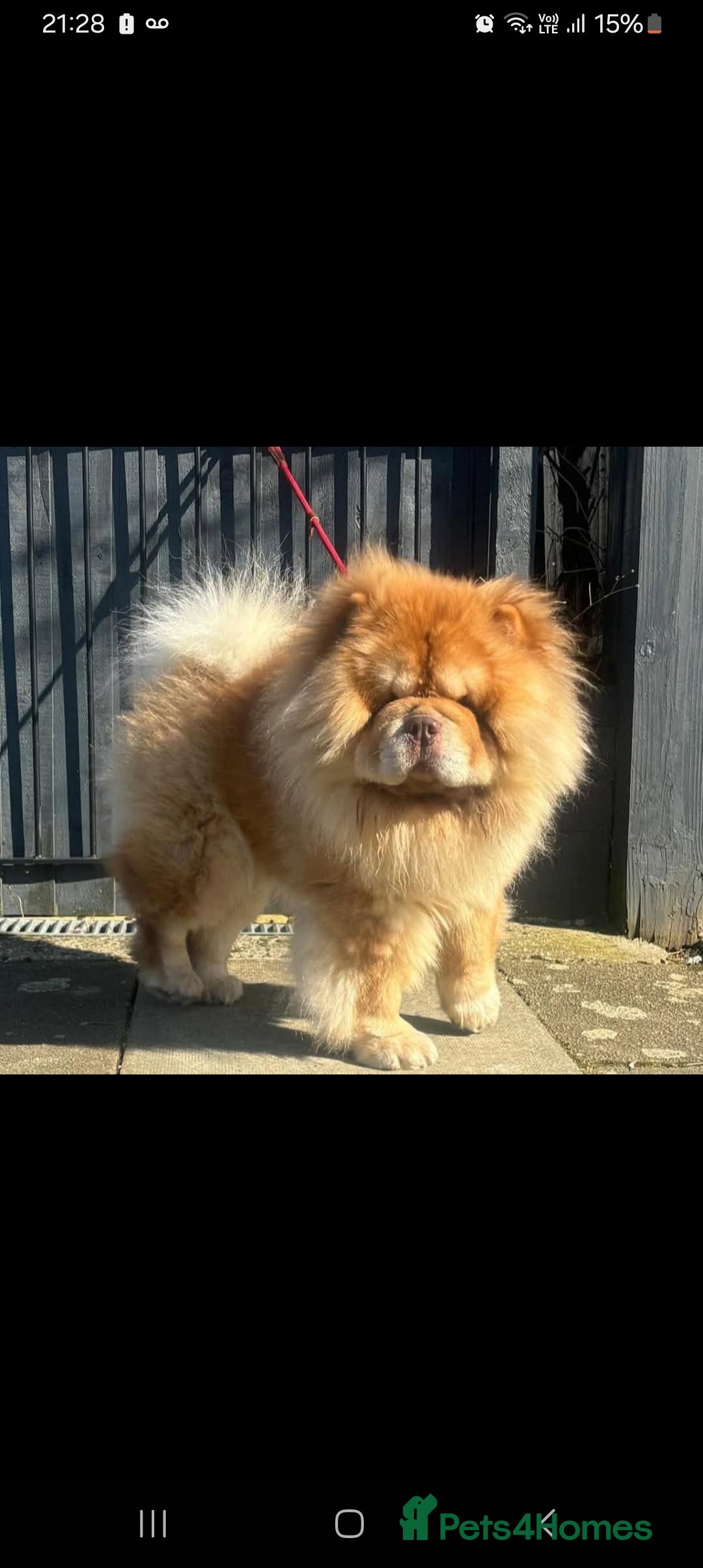 Chow Chow dogs for stud: Chowmazing  - Image 30