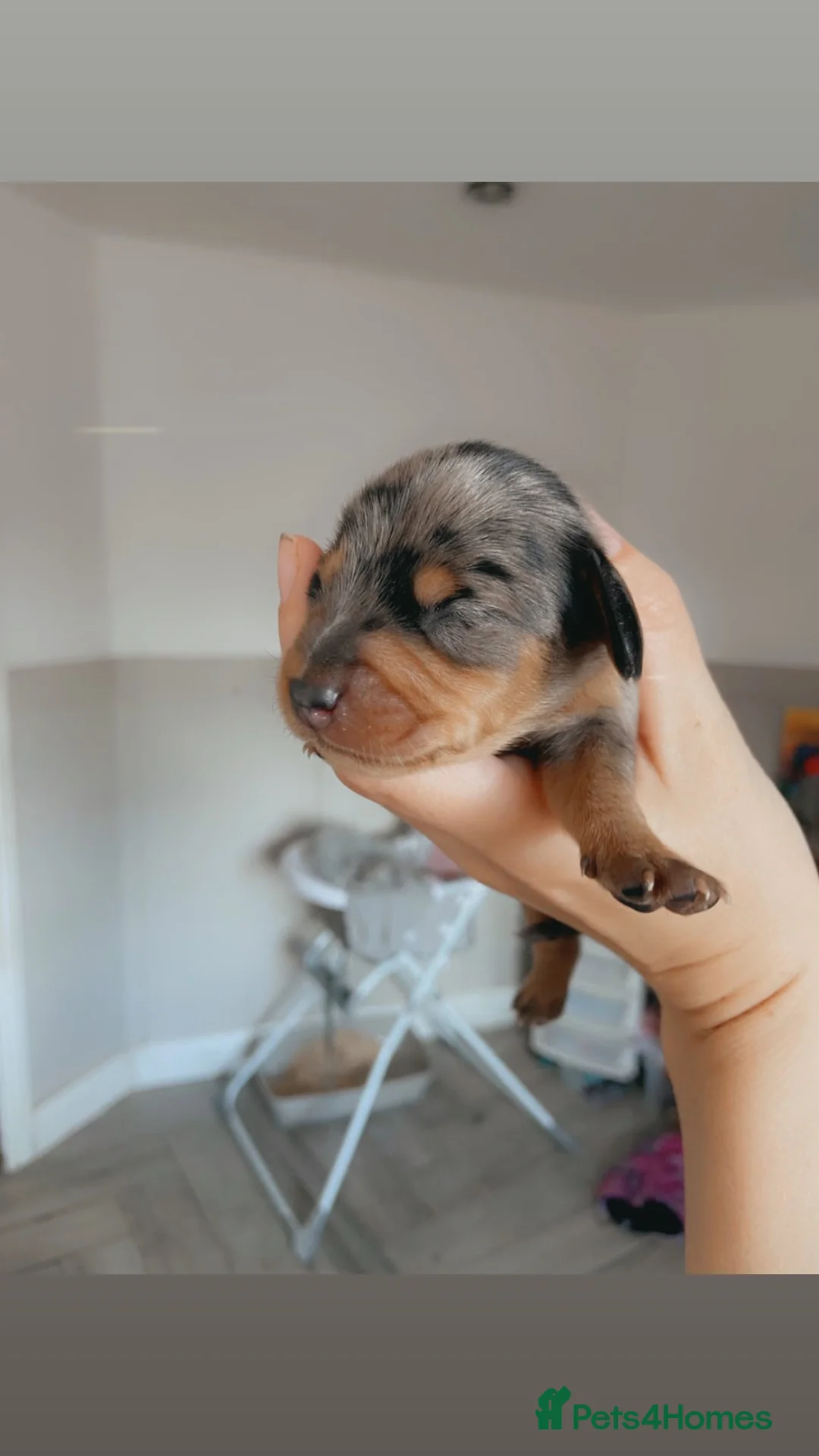 Miniature Dachshund dogs for sale: Gorgeous miniature dachshund puppies - Advert 12