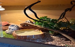 Corn Snake reptiles for sale: 2 x cornsnakes. Separate vivs.  - Image 10
