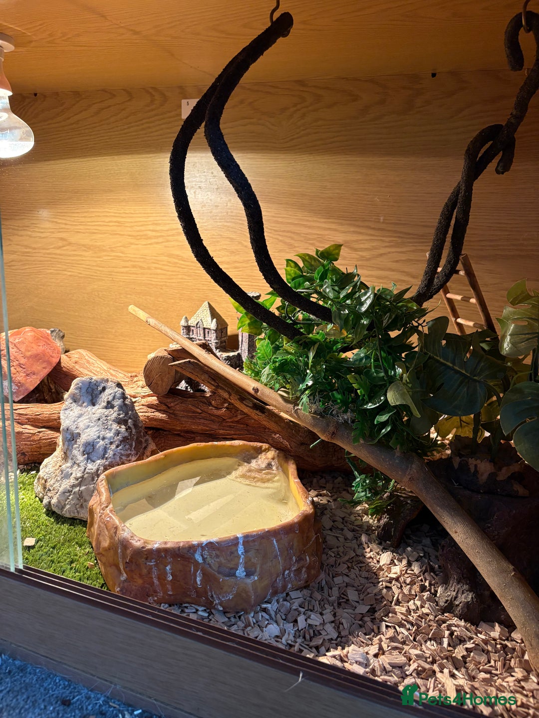 Corn Snake reptiles for sale: 2 x cornsnakes. Separate vivs.  - Image 10