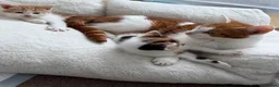 Mixed Breed cats for sale: Ginger & White Kitten  - Advert 2