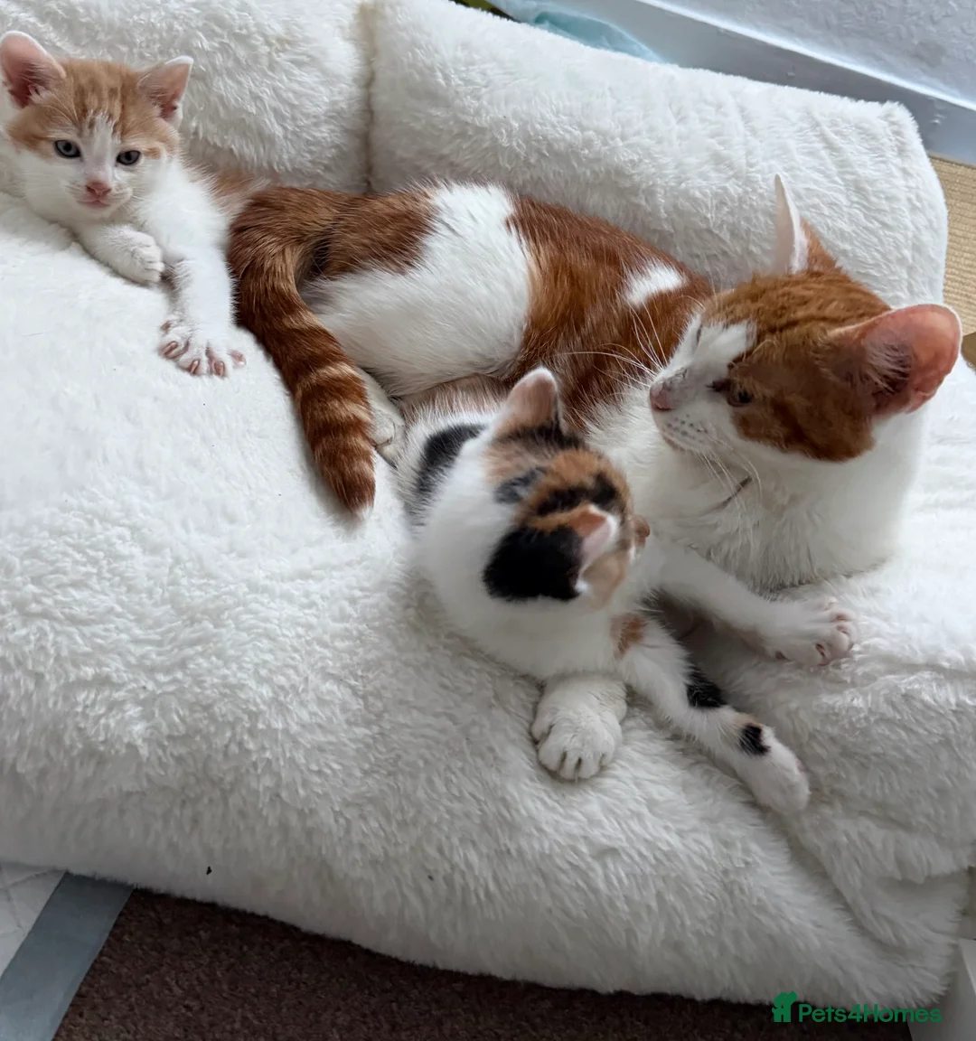 Mixed Breed cats for sale: Ginger & White Kitten  - Advert 2
