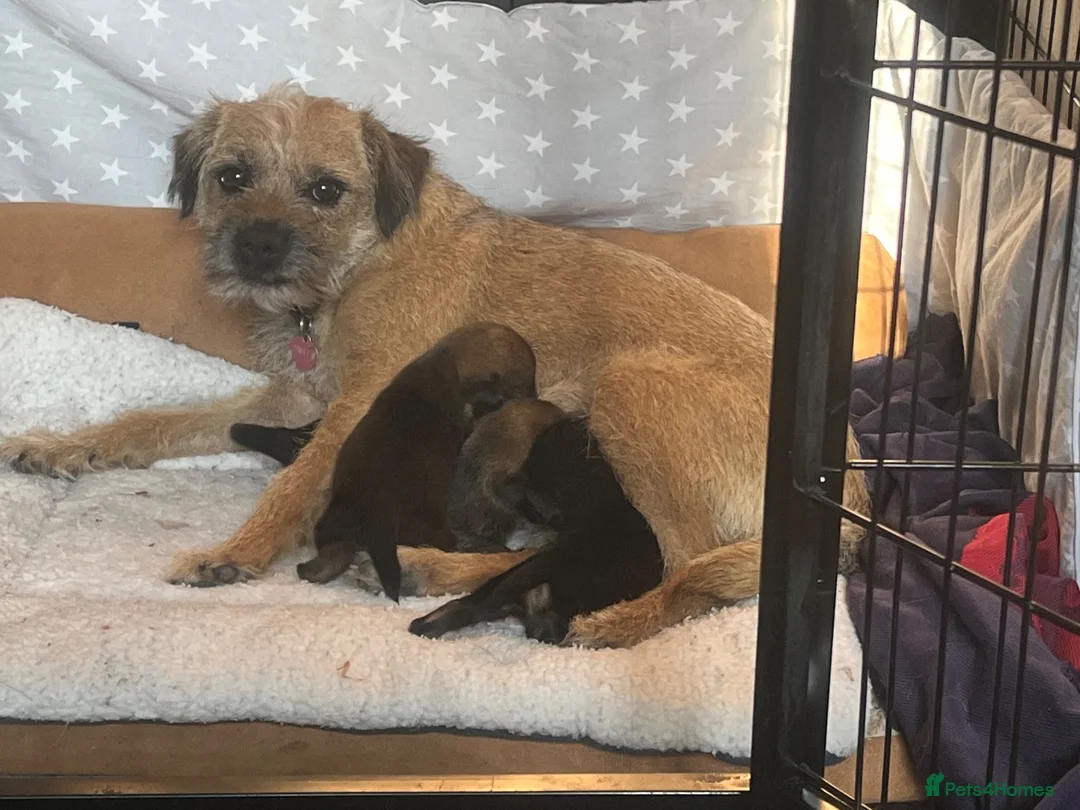 Border Terrier dogs for sale: Home Bred Border Terrier Puppoes  in Haverhill - Advert 1