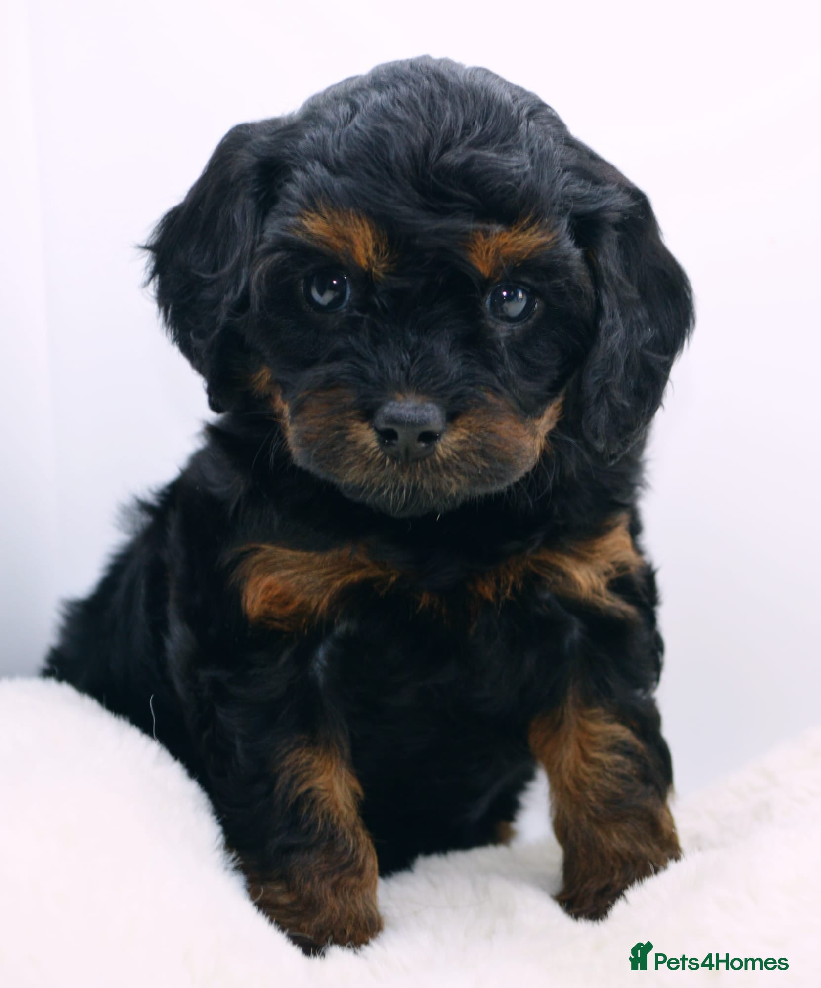 Cavapoo dogs Health Tested Rare Phantom Merle Cavapoos  - Advert 13