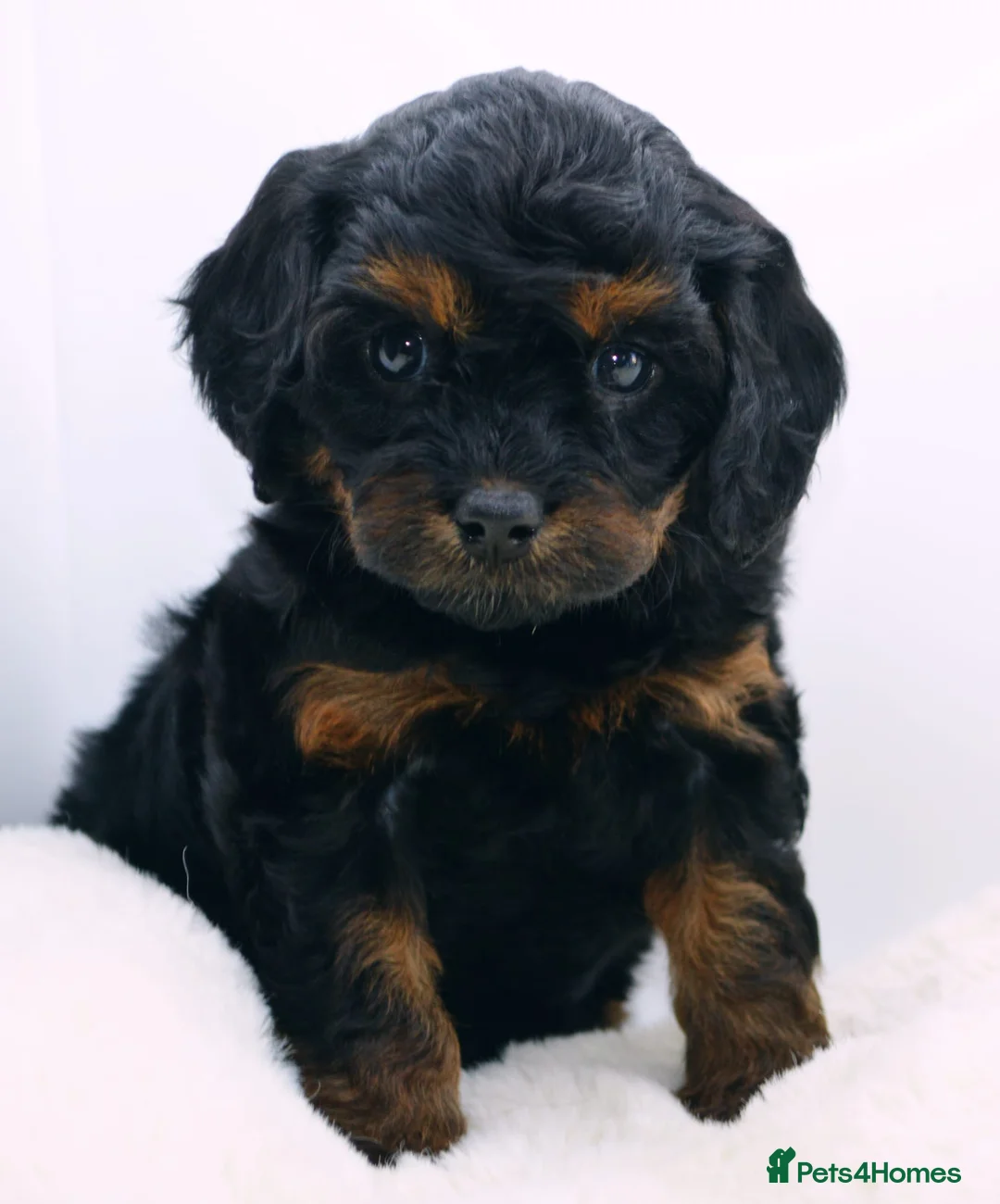 Cavapoo dogs for sale: Health Tested Black and Tan Cavapoos - Advert 2