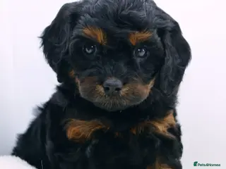 Cavapoo dogs Health Tested Rare Phantom Merle Cavapoos - Advert 14