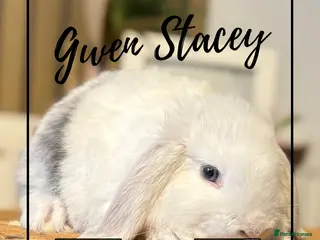 Mini Lop rabbits Last mini Lop Girl looking for loving home - Advert 8
