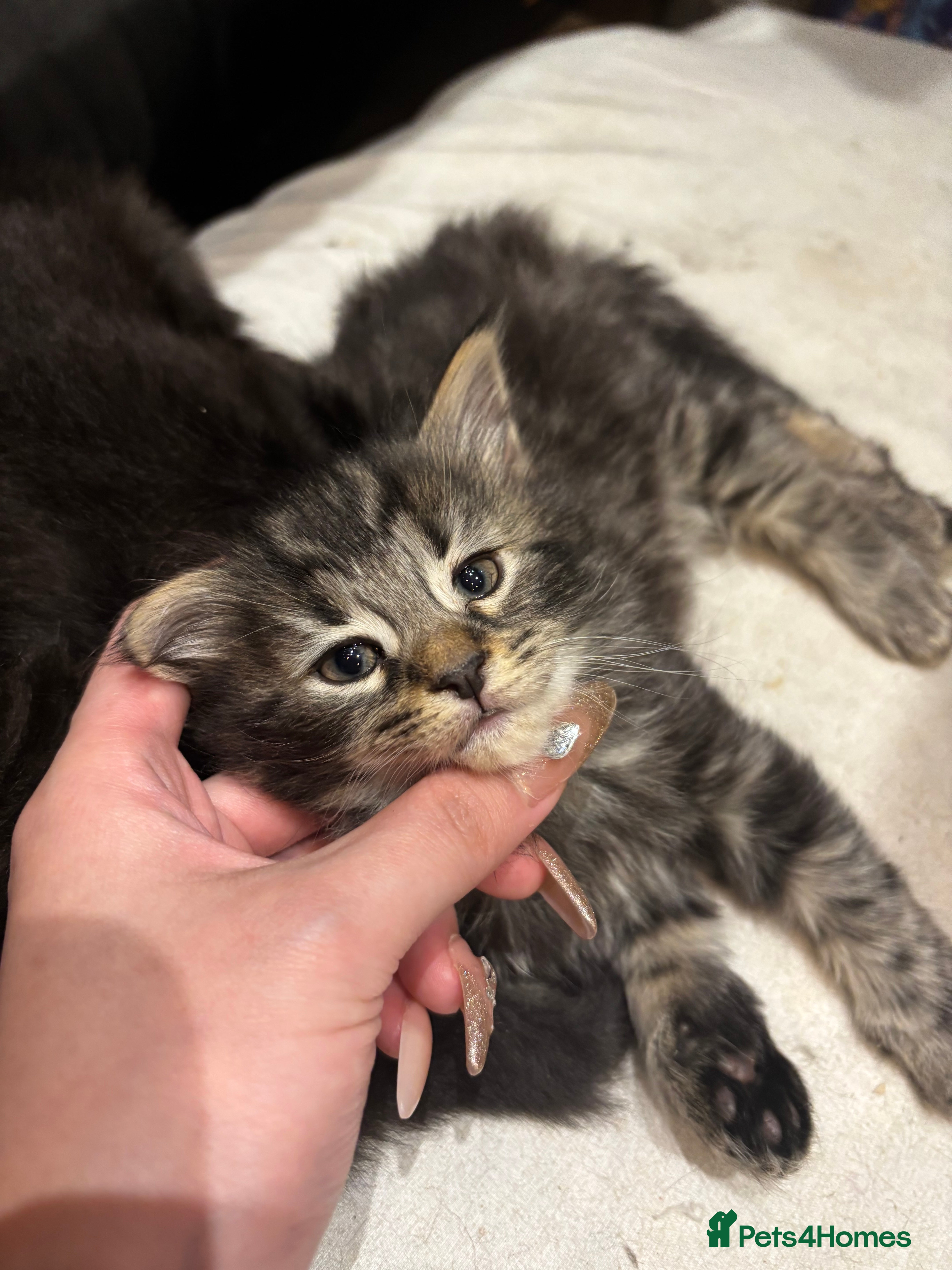 Norwegian Forest Cat cats Adorable Norwegian forest kittens for sale  - Advert 3