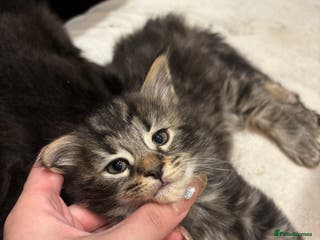 Norwegian Forest Cat cats Adorable Norwegian forest kittens for sale - Advert 16