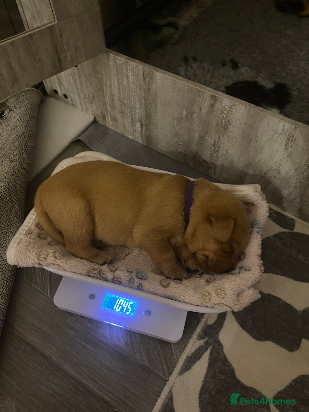 Labrador Retriever dogs for sale: Beautiful Fox Red Labrador KC Reg Puppies  - Advert 22