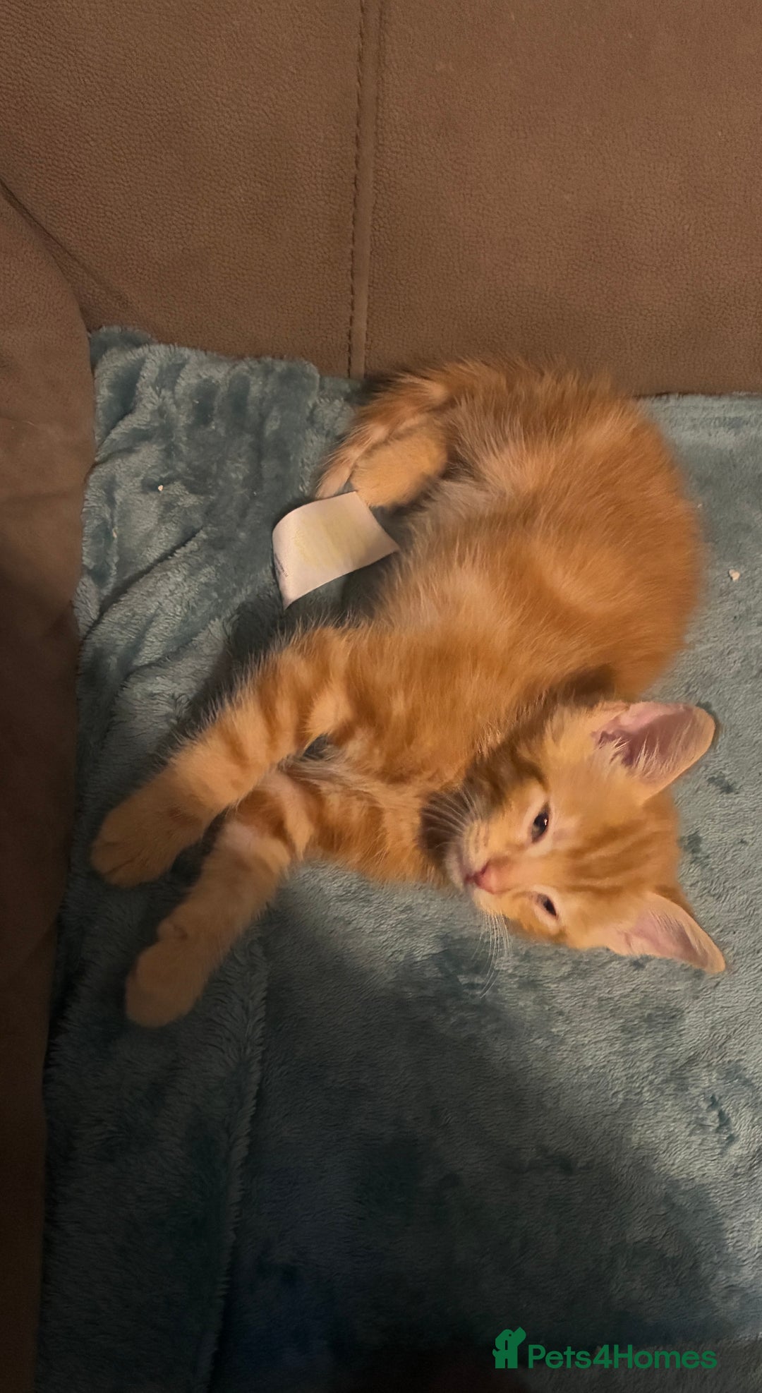 Domestic Shorthair cats for sale: Beautiful ginger male kitten  - Advert 5