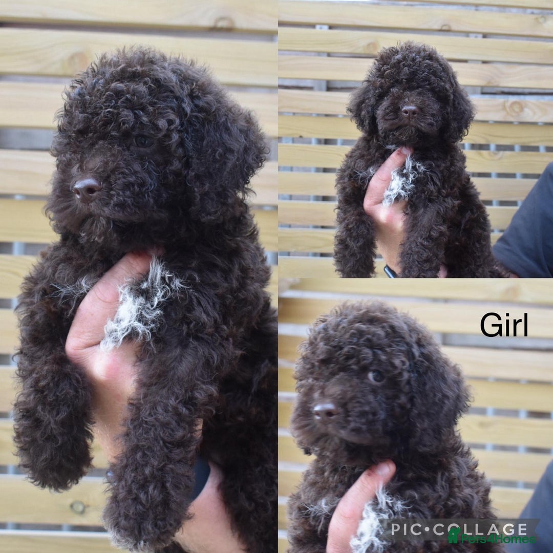 Lagotto Romagnolo dogs for sale: Stunning lagottos puppies  - Image 2