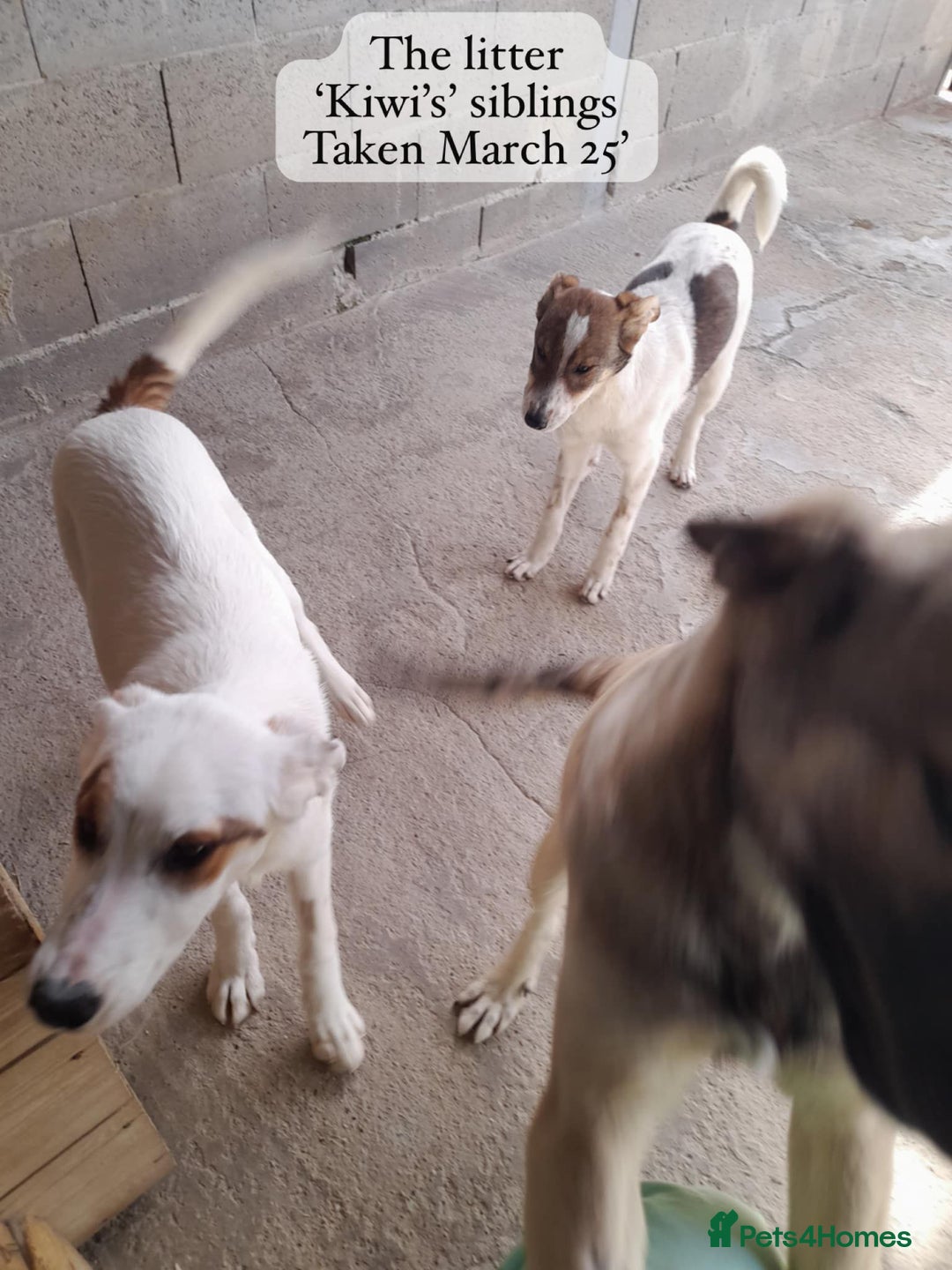 Mixed Breed dogs for adoption: Kiwi, 1 yr old. Available for adoption. - Image 10