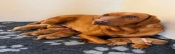 Labrador Retriever dogs for sale: EXCEPTIONAL KC reg DARK FOX RED LABRADOR PUPS - Advert 7