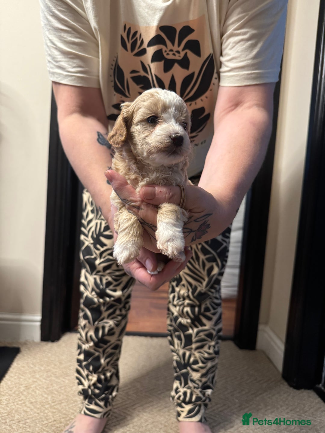 Maltipoo dogs for sale: Teddy bear maltipoo puppies  - Image 4