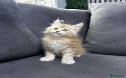 Maine Coon cats for sale: Maine Coon  - Image 2