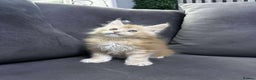 Maine Coon cats for sale: Maine Coon  - Advert 2