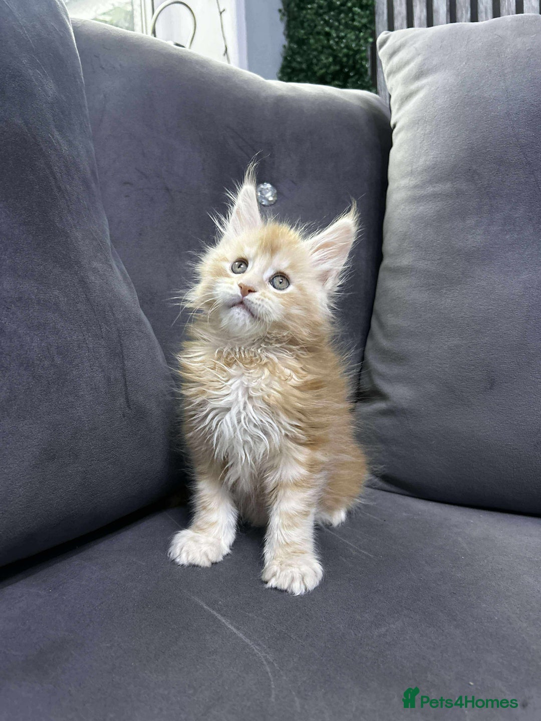 Maine Coon cats for sale: Maine Coon  - Image 2