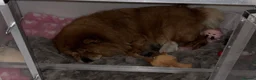 Chow Chow dogs for sale: Chow chow - Advert 17