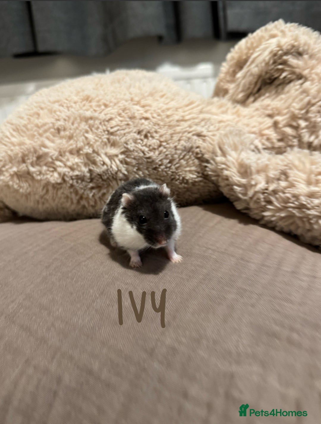 Hamster rodents for sale: 3x Winter White Dwarf Hamsters - Advert 4