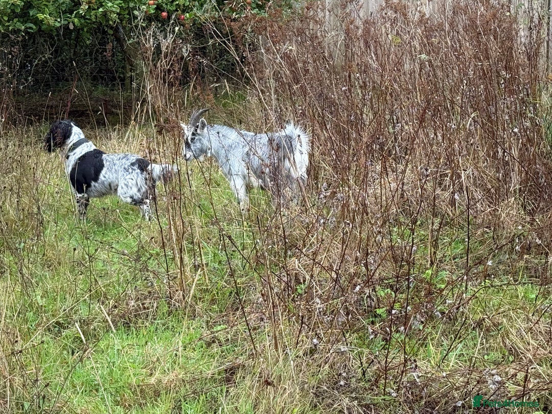 Goats livestock for sale: 3 brother hand reared Pygmy goats, neutered  - Image 5