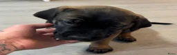 Cane Corso dogs for sale: Ready now 4 beautiful caneCorso pups - Advert 15