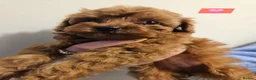 Cavapoo dogs for sale: 🩵🫧 4 Cavapoo Puppies 🫧🩵 - Advert 15