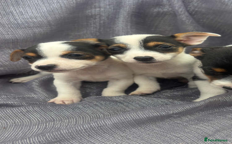 Jack Russell dogs - Advert 3