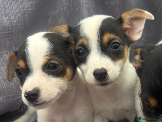 Jack Russell dogs - Advert 3