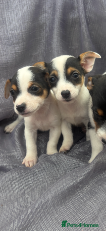 Jack Russell dogs - Advert 10