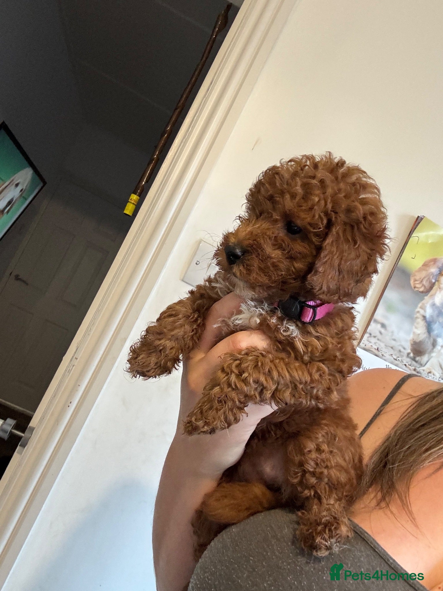 Toy Poodle dogs ✨ TOY POODLE READY TO LEAVE ❤️ - Advert 10