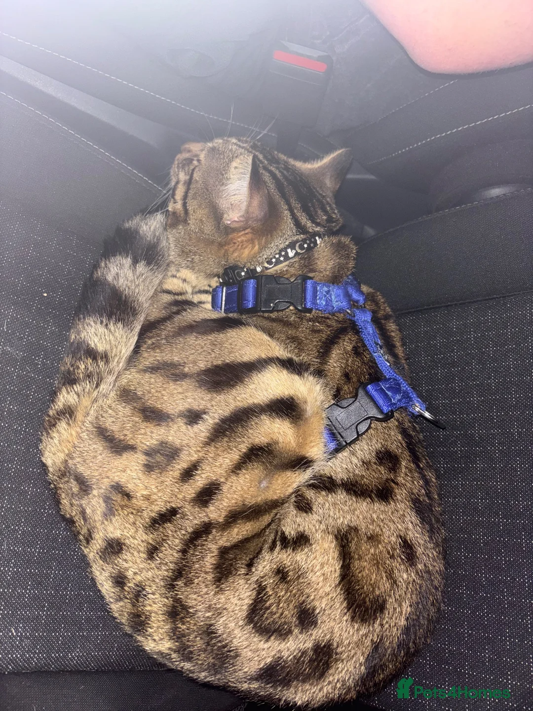 Bengal cats for sale: Bengal kittens  - Advert 12