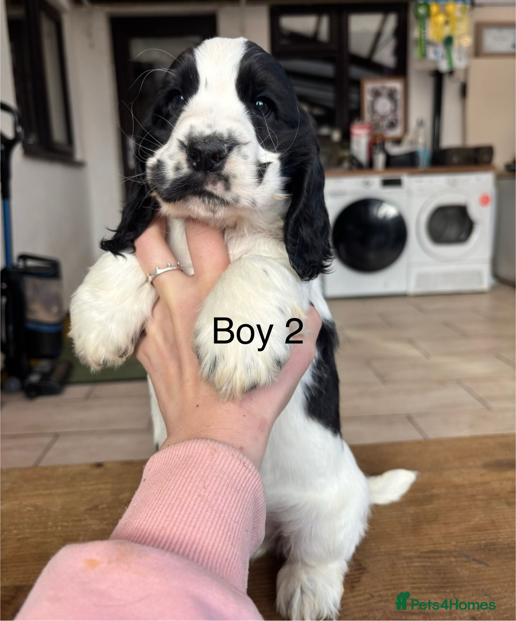 Cocker Spaniel dogs Ready now! Reduced for loving homes - Advert 7