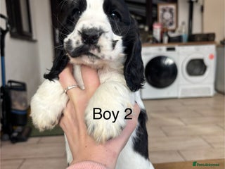 Cocker Spaniel dogs Ready now! Reduced for loving homes - Advert 10