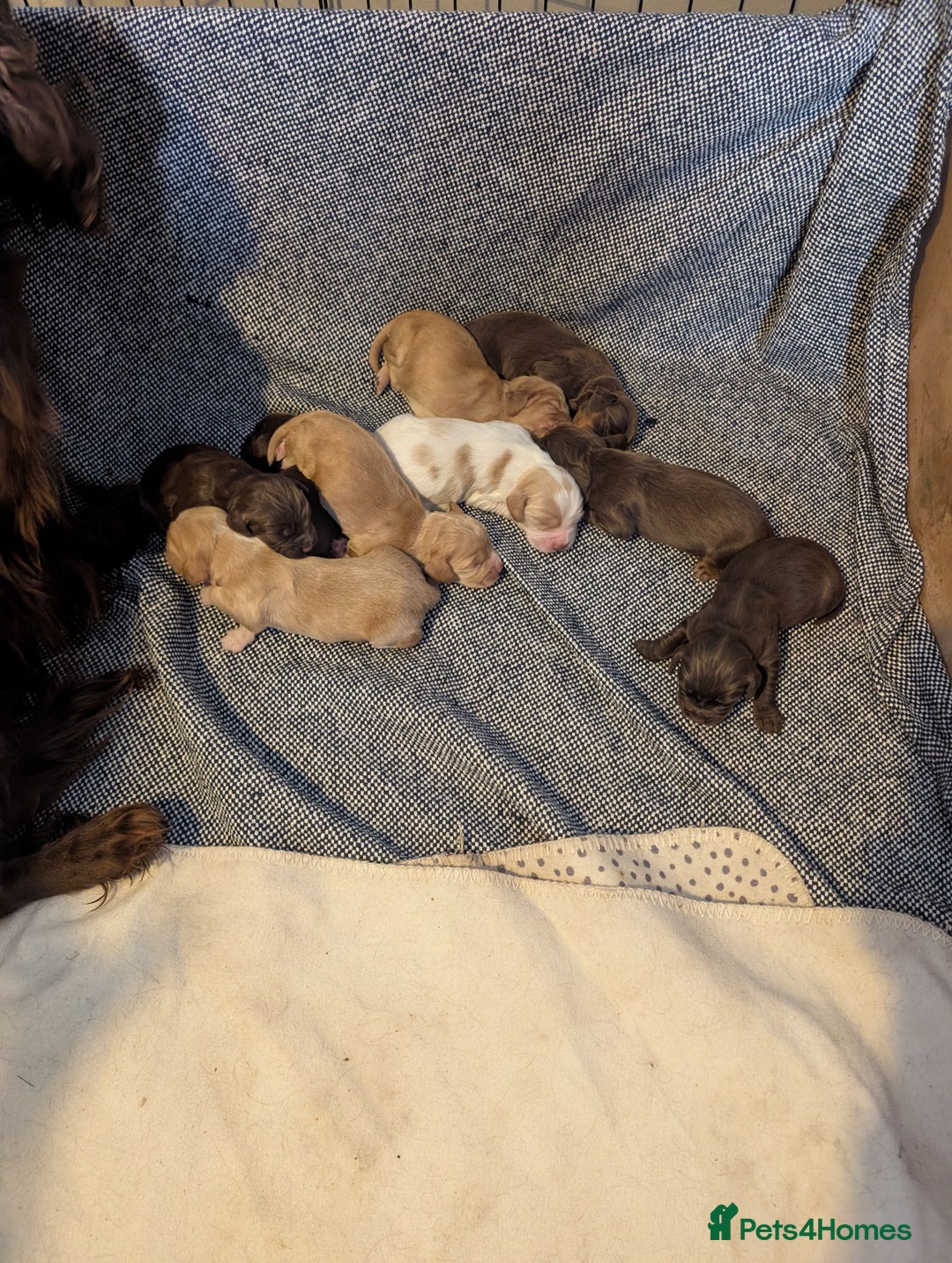 Cocker Spaniel dogs for sale: stunning cocker spaniel pups ready soon - Advert 2