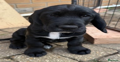 Cockerdor dogs - Advert 11