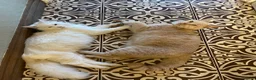 Maine Coon cats for sale: Main Coon X British Shorthair - Advert 1