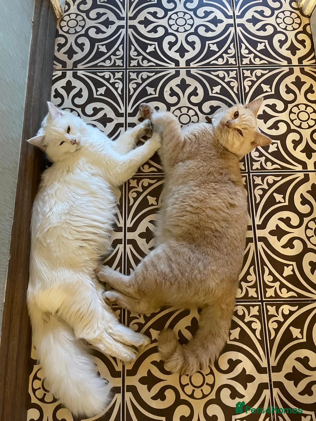 Maine Coon cats for sale: Main Coon X British Shorthair - Advert 1