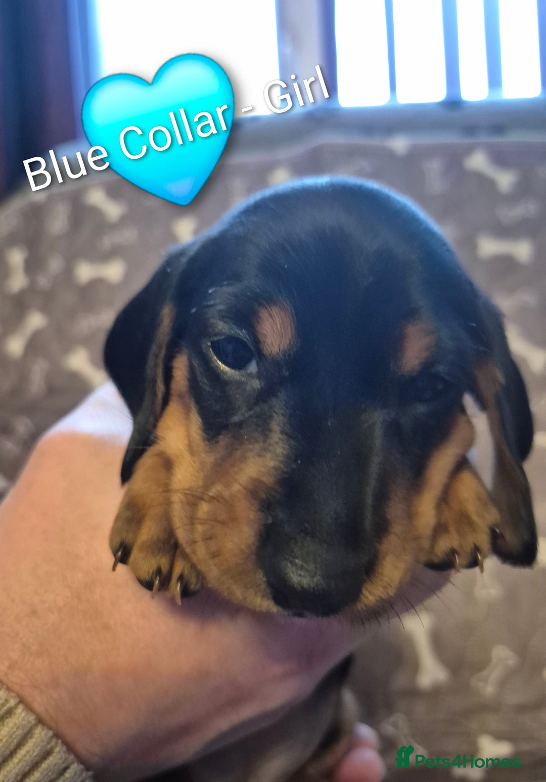 Dachshund dogs for sale: Standard Dachshund Puppies - Advert 11