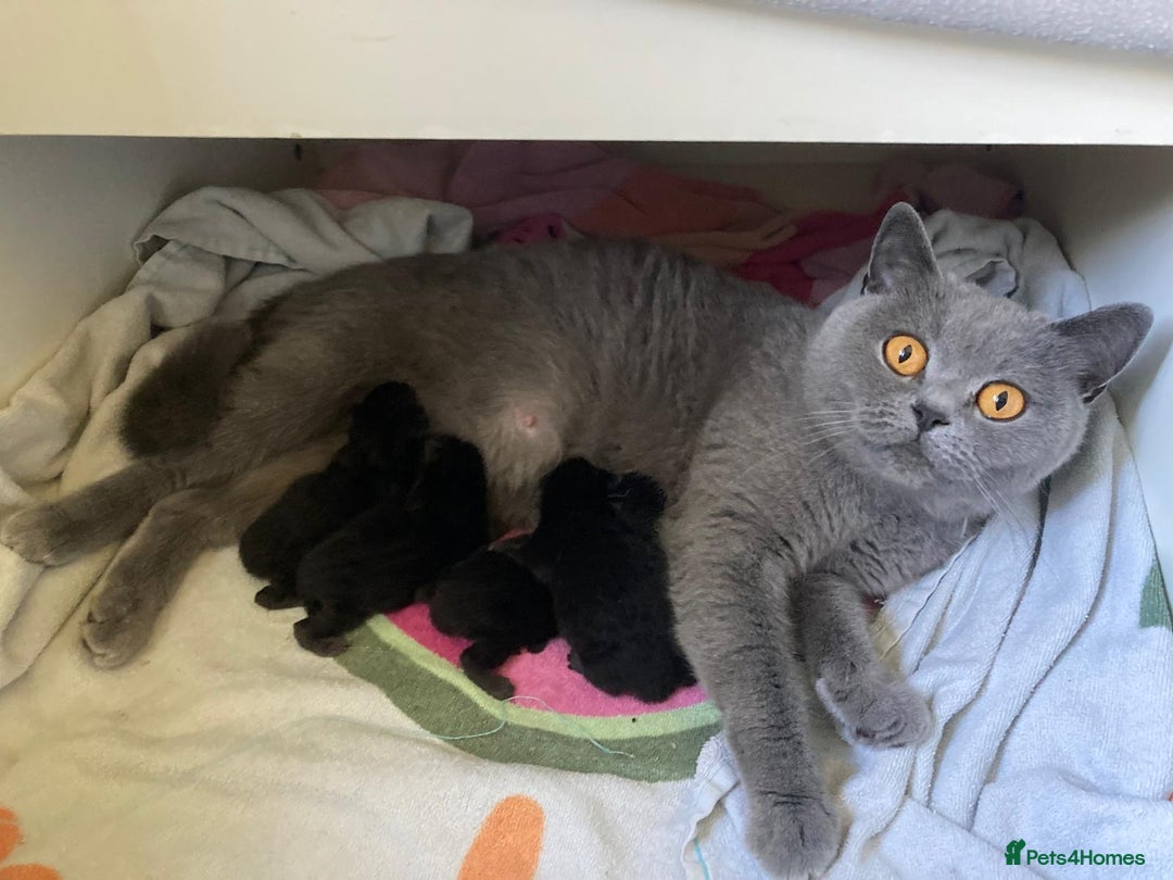 British Shorthair cats for sale: ⭐️Ready 8th Dec⭐️1 left.British Shorthair X Cross - Advert 2