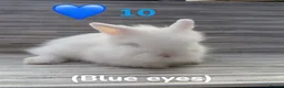 Lionhead rabbits for sale: Lionhead bunnies ready June 6th - Advert 6