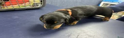 Miniature Dachshund dogs for sale: 1 left black and tan girl ready now - Advert 37