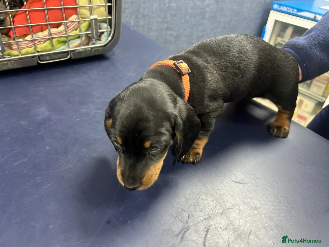 Miniature Dachshund dogs for sale: 1 left black and tan girl ready now - Advert 37
